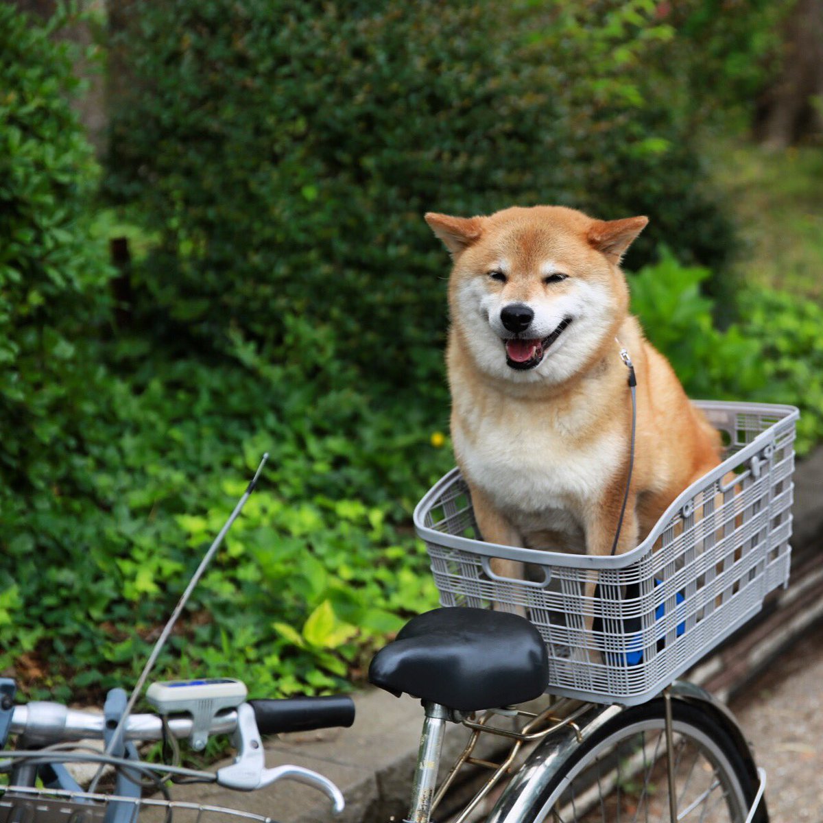 柴犬まる No Twitter 柴犬付き自転車
