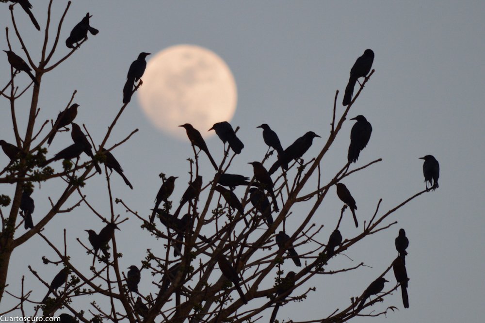 Tras la #LunaAzul, ¡mira las mejores imágenes que CuartoscuroMex ha hecho de este astro! cuartoscuro.com.mx/Nhs8I