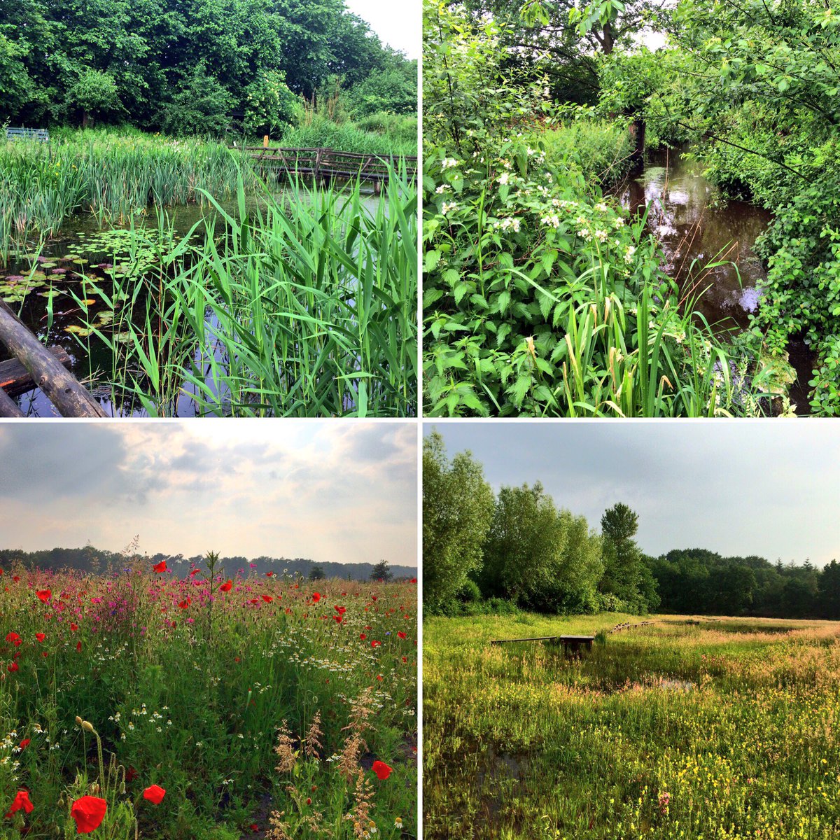 Miranda27mei's tweet photo. Natuurcentrum #despecht erg mooi nu. Moeite waard voor een wandeling. Heerlijck groen in @gemGemertBakel. https://t.co/PDDAZ4TJUv