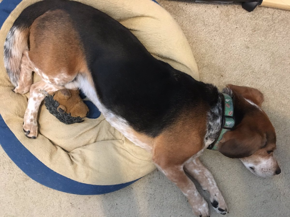 MurphyBeagle's tweet image. #bedproblems