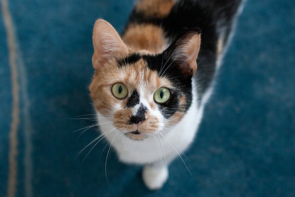teamASPCA's tweet photo. Support cats in need with a special Adopt a Shelter Cat Month fundraising page! https://t.co/ZfQ6uCqeda #ASCM https://t.co/BPVISb491T