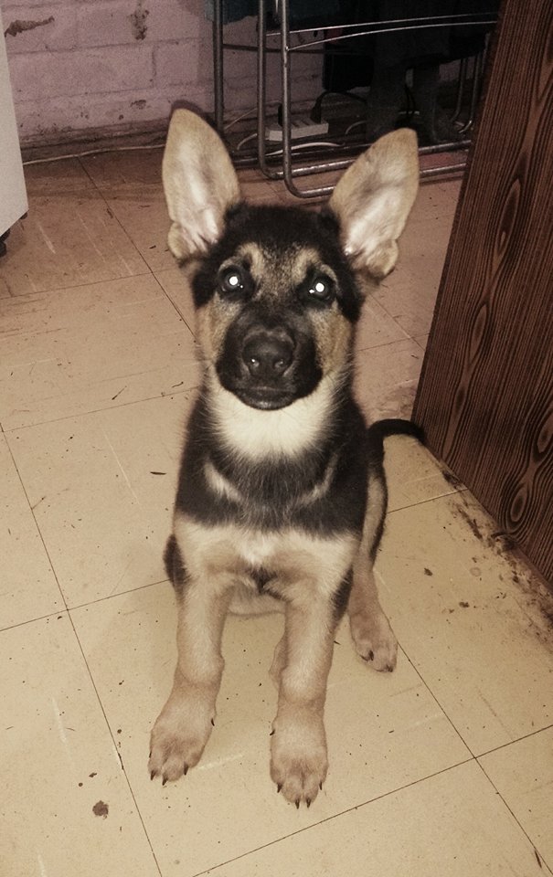 #Disharashera tweet media