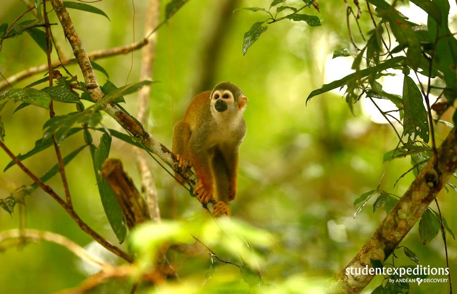 Close to 80% of the food we consume originated from the #Amazon including coffee, chocolate, tomatoes and more!#fact