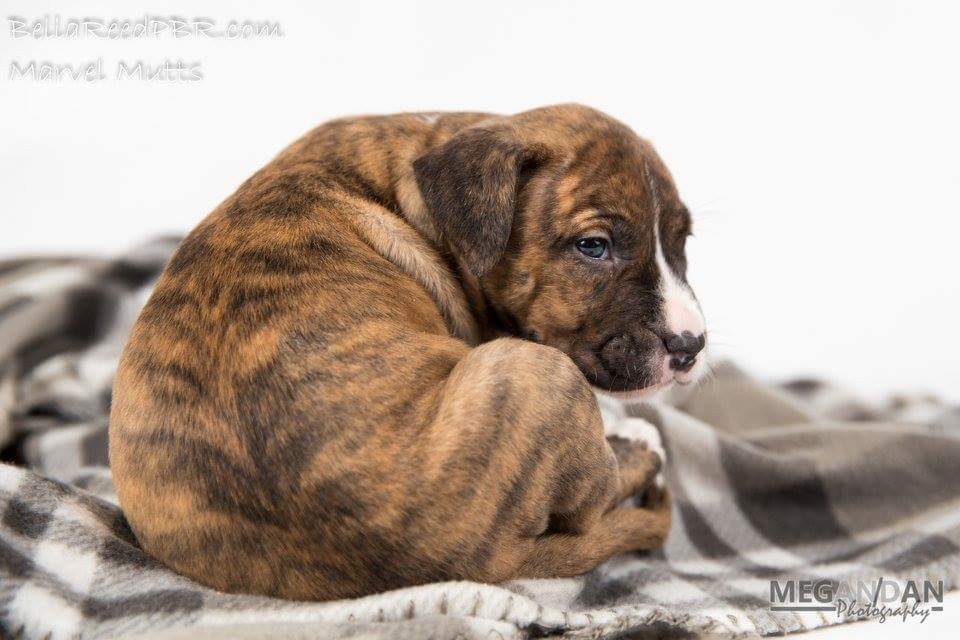 BellaReedPBR's tweet photo. Captain America is looking for a home to call his own! Available at 10wks.
@Marvel #marvelmutts @CaptainAmerica https://t.co/IFroZObaYC