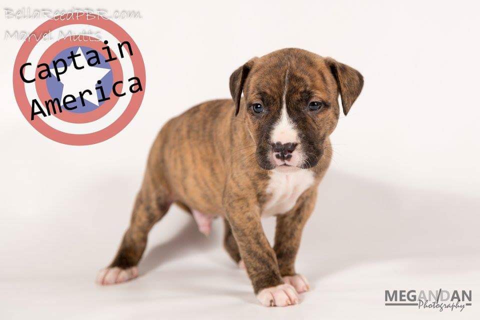 BellaReedPBR's tweet photo. Captain America is looking for a home to call his own! Available at 10wks.
@Marvel #marvelmutts @CaptainAmerica https://t.co/IFroZObaYC