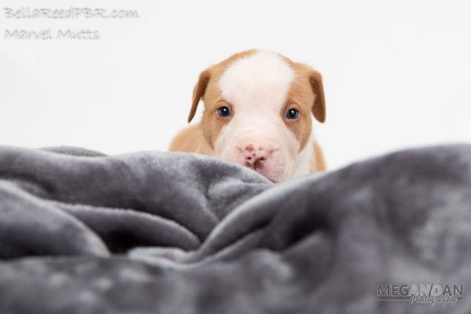 BellaReedPBR's tweet photo. Daredevil is searching for his forever! He's available at 10wks.
@Marvel #marvelmutts @Daredevil https://t.co/bXpuxRP7GQ