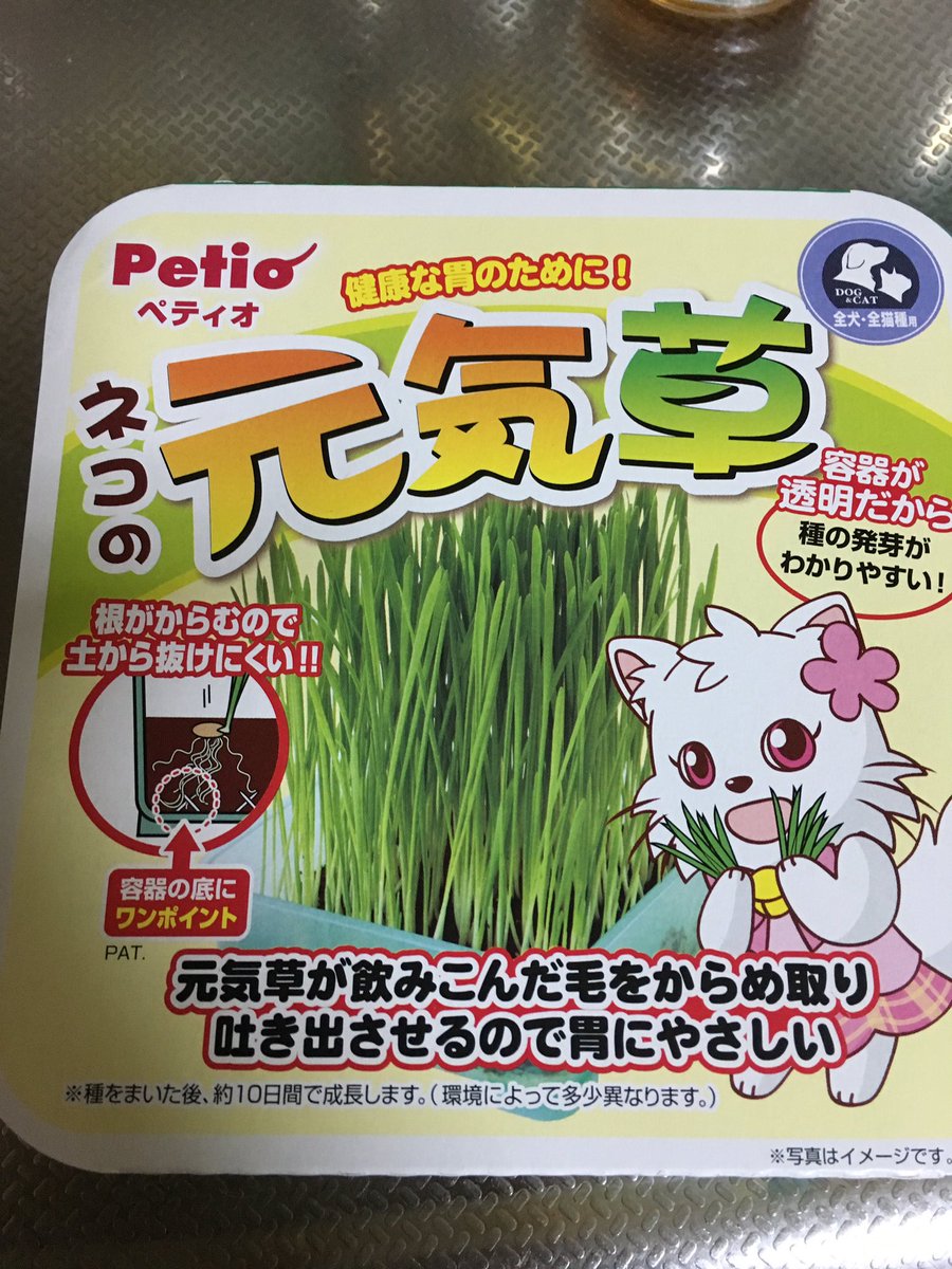 茶々丸 最近のすず氏 水をがぶ飲み 毛玉 餌を吐く という行為をするので 猫草用意 多分 上手に毛玉吐けなくて水をがぶ飲みするみたい 早く育ってくれ 猫草 T Co 1xnwkcmbhp Twitter