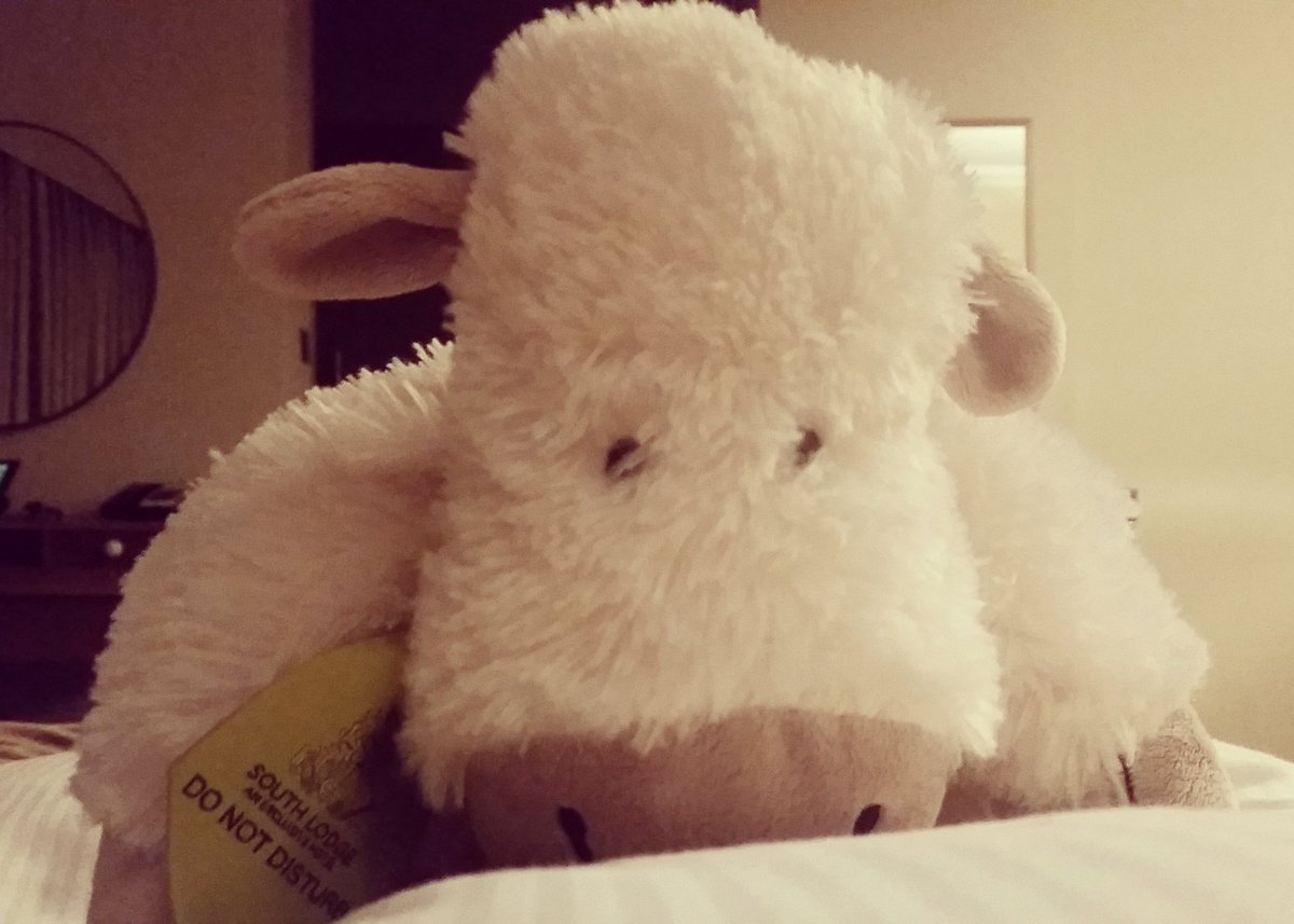 It's a goodnight from me and a goodnight from Minty! @SouthLodgeHotel #adorable #mintythelamb #bridle #room230 #zzz