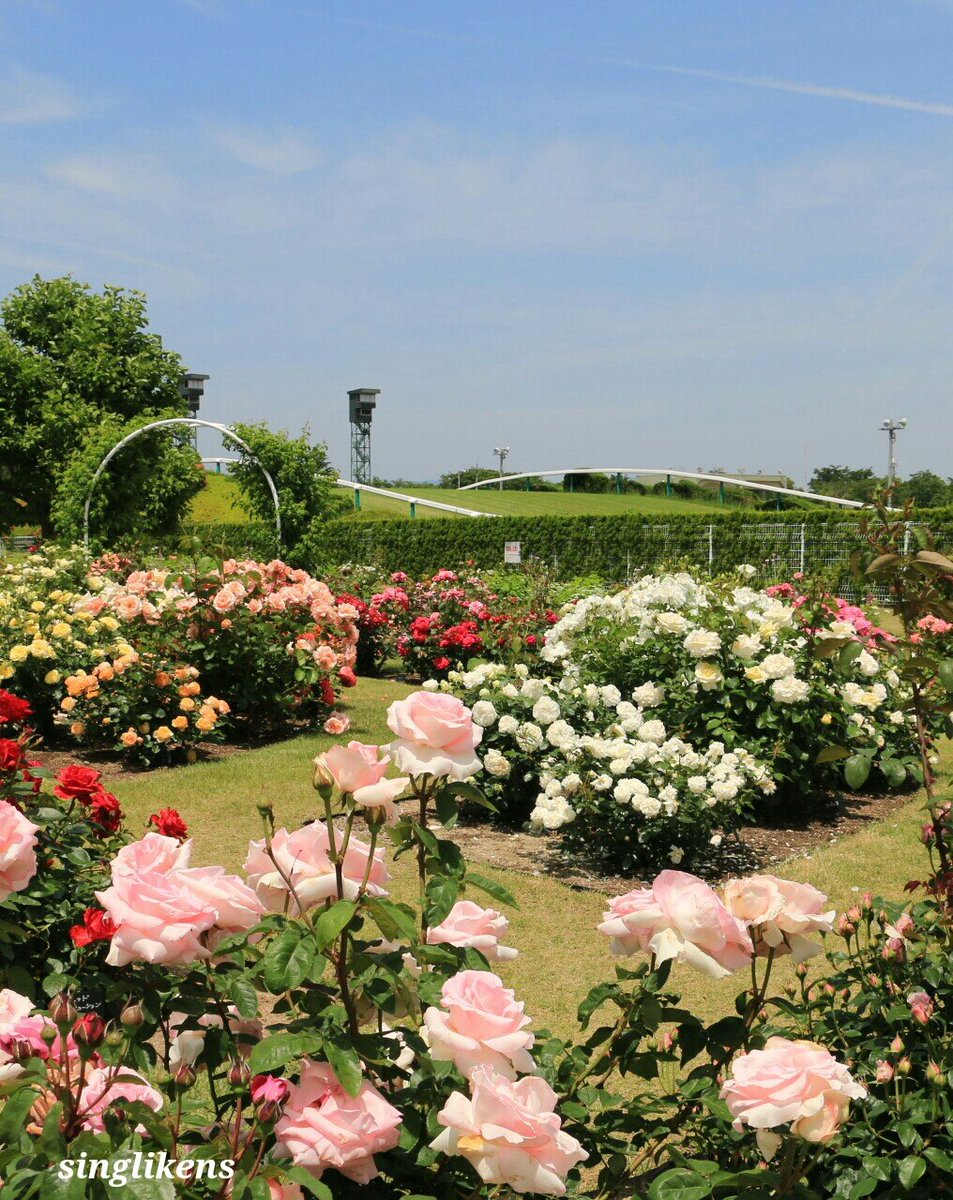 Sing در توییتر バラを訪ねて 福島競馬場イングリッシュローズガーデン 福島市 開成山公園バラ園 郡山市 信夫バラ園 福島市 おはようございます よい一日を 熊本 大分に花束を Fukushima