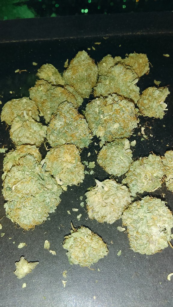 Girl Scout Cookies Thin Mint 🍁