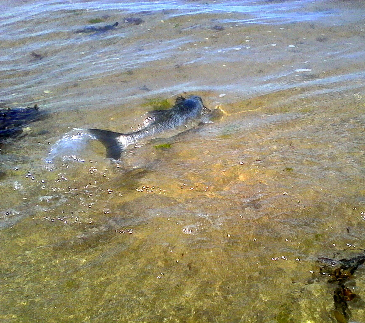 jasonoriordan0's tweet photo. CPR seabass #sledger #coppercoast #softplastics #release https://t.co/QSBEotUJlo