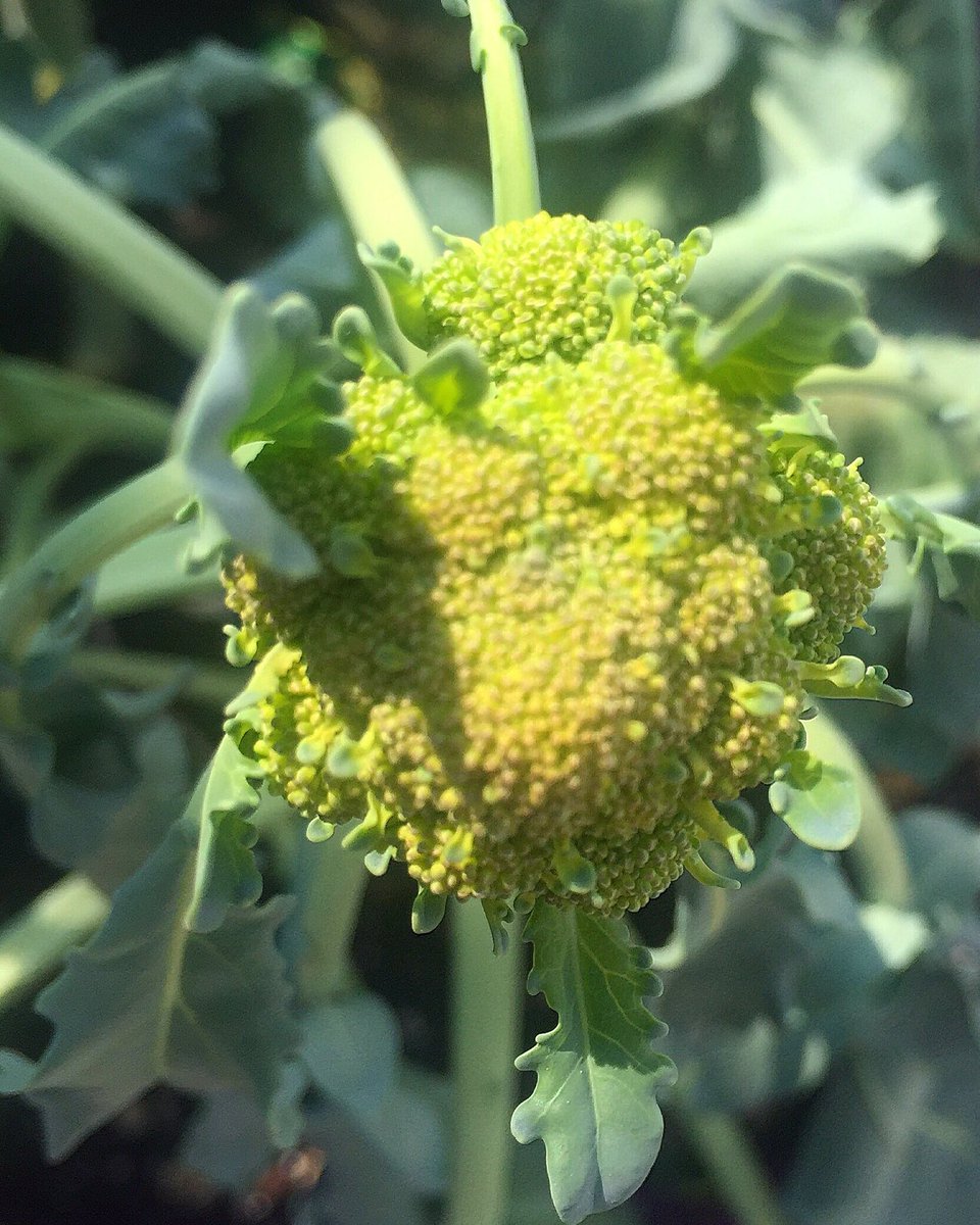 TicTockMrsGlock's tweet photo. Our first broccoli sprout from our @growums! #GetGrowing #SchoolGarden #Seed2Table https://t.co/xoNxIxSw2J
