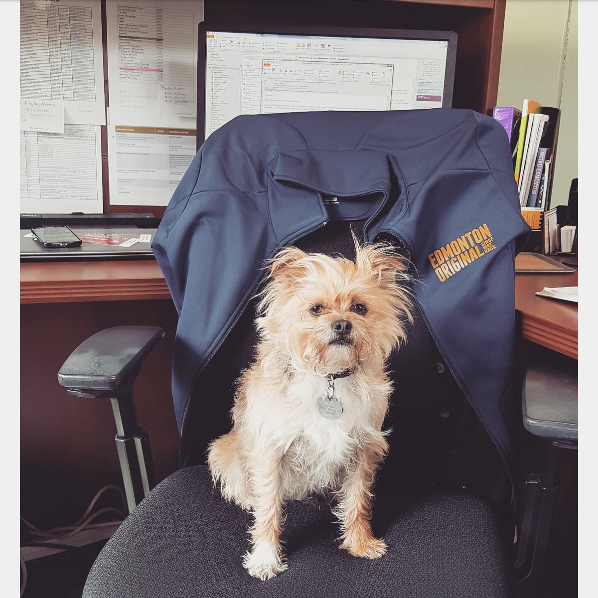 L_Farnell's tweet photo. Ruff day at the office. She's an original alright. #officemascot #adogsday #pettherapyisthebesttherapy https://t.co/64Y95Sx8eR