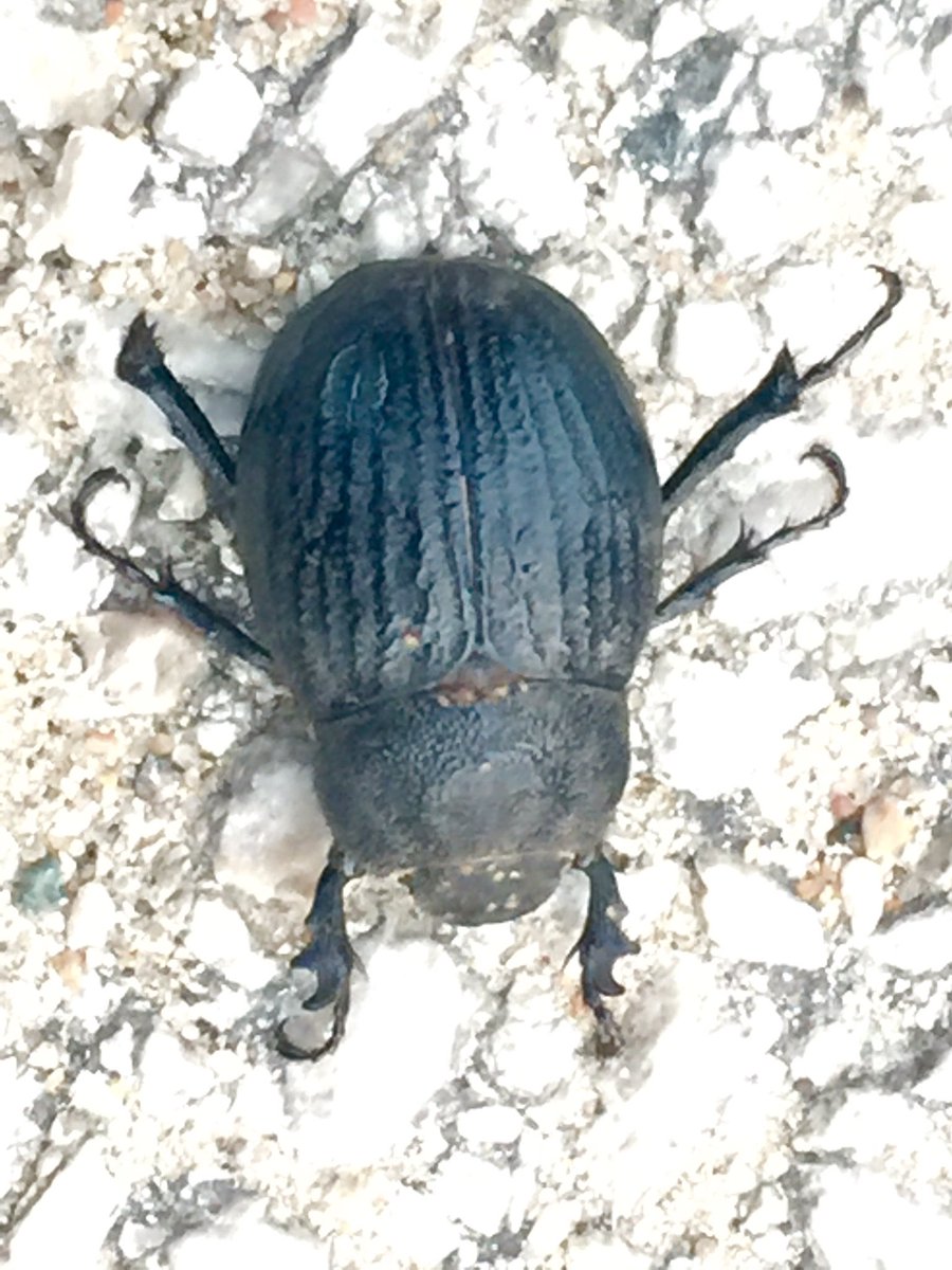 fatbellybella's tweet image. Khepri Medicine.
No scarab beetles were harmed in this brief encounter. 
What a magical surprise.