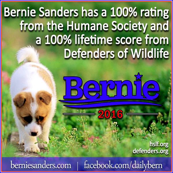 MauiWahini's tweet photo. #BernieOrBust #Bernie2016 #BernieSanders #Vets4Bernie #Animals4Bernie https://t.co/NGXQeiQ1It