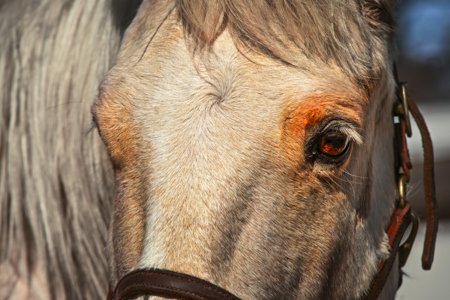 Fine Art Prints 30 Day MBG fleblanc.com 'Champagne' bit.ly/1KOUD1m