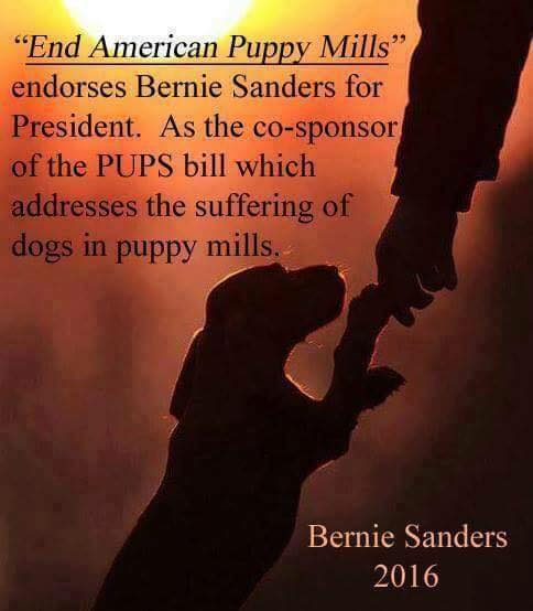 MauiWahini's tweet photo. #BernieOrBust #Bernie2016 #BernieSanders #Vets4Bernie #Animals4Bernie https://t.co/pa3nEHm8jW