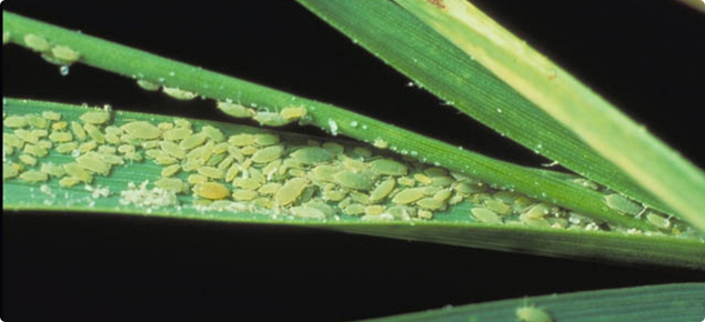 CWFS_Condo's tweet photo. Russian aphid proving to be something to keep an eye out for https://t.co/InQJQyt7kJ #CWFSstubble #pests #agchatoz https://t.co/dztVOQtRDj