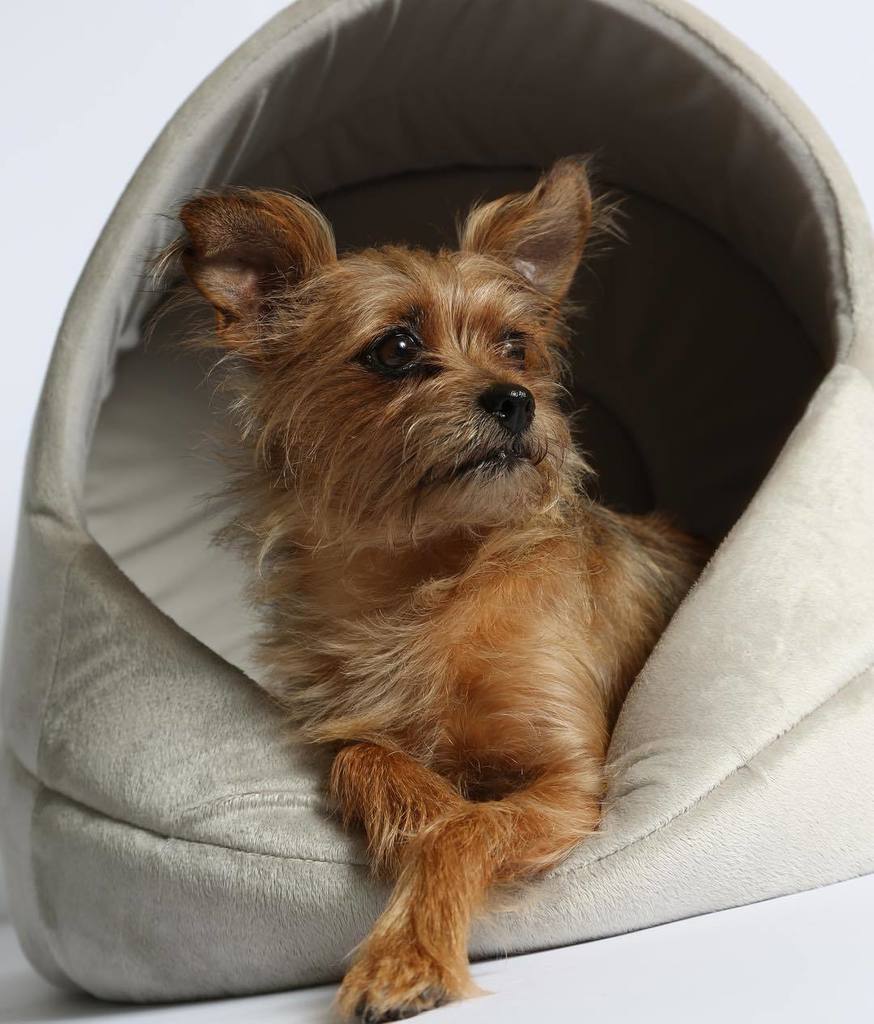 LisaGaal's tweet photo. Who says @homegoods is just for home decor?! #pethut #lifewithremi #dogoftheday #terrierso⦠https://t.co/PwzRZdT9Kz https://t.co/hYJLwtNcZr