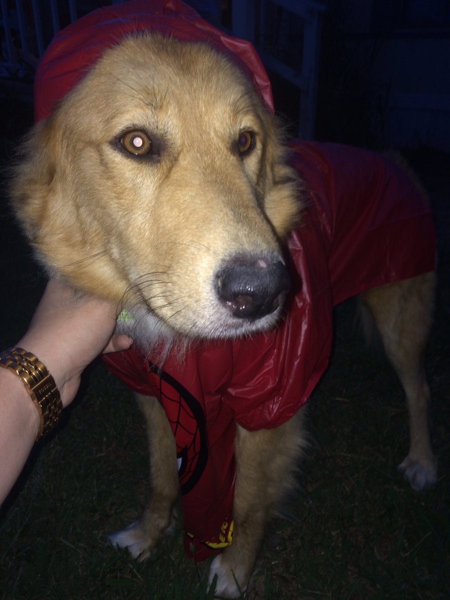 harleyhillis's tweet photo. we found an old Spider-Man poncho in a drawer and I'm screaming https://t.co/ETNvu2XemY