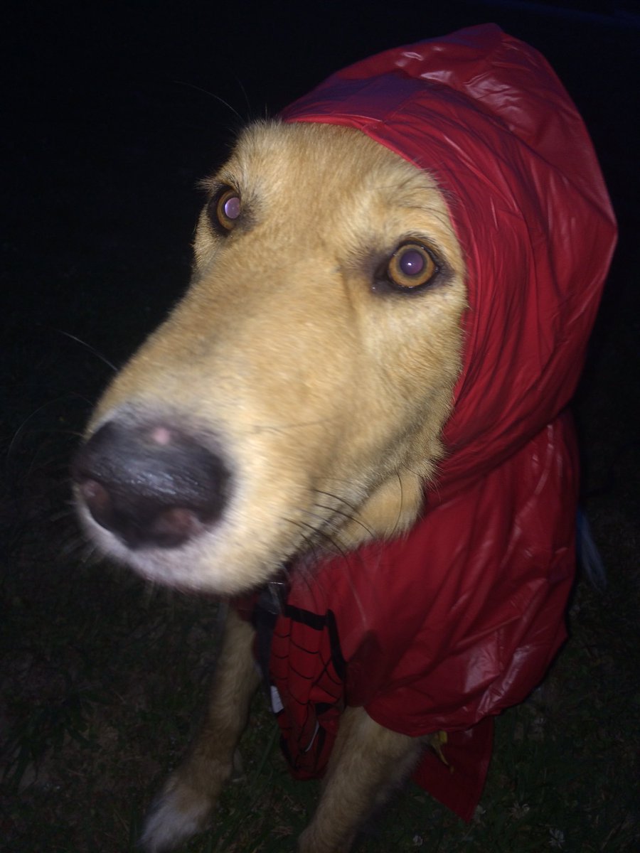 harleyhillis's tweet photo. we found an old Spider-Man poncho in a drawer and I'm screaming https://t.co/ETNvu2XemY