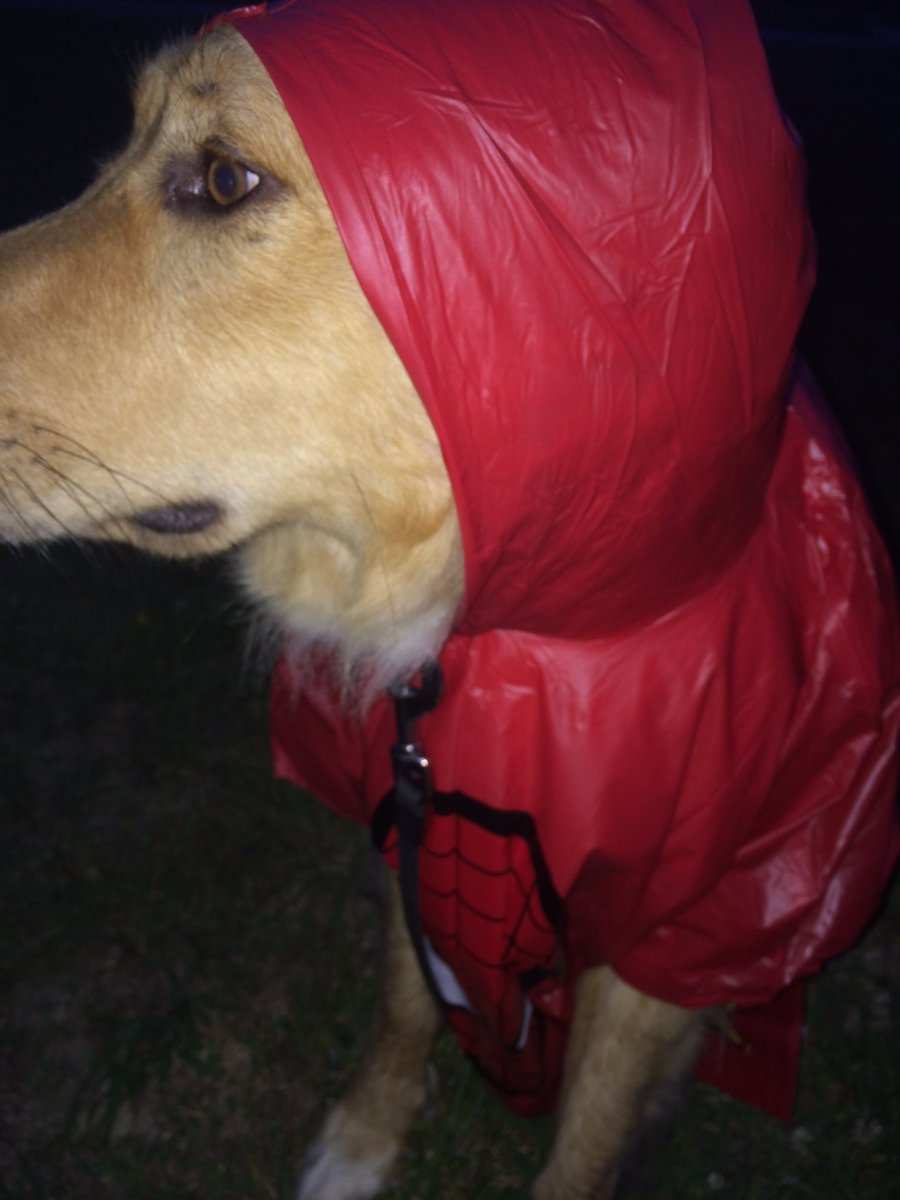 harleyhillis's tweet photo. we found an old Spider-Man poncho in a drawer and I'm screaming https://t.co/ETNvu2XemY