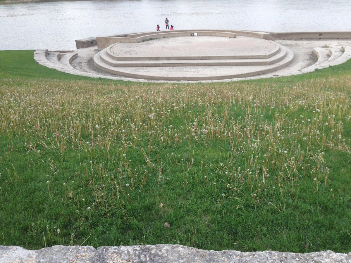 Cook16Jeff's tweet image. Dandelions at the Forks and all over Manitoba. Pretty soon just dirt and dandelions #dirtplayingfields #notcosmetic