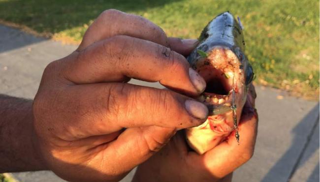 13OnYourSide's tweet photo. Petaluma fisherman caught a pacu fish; similar fish was caught in Yuma in 2006. Fish is related to piranha. https://t.co/rqAvdltLmB