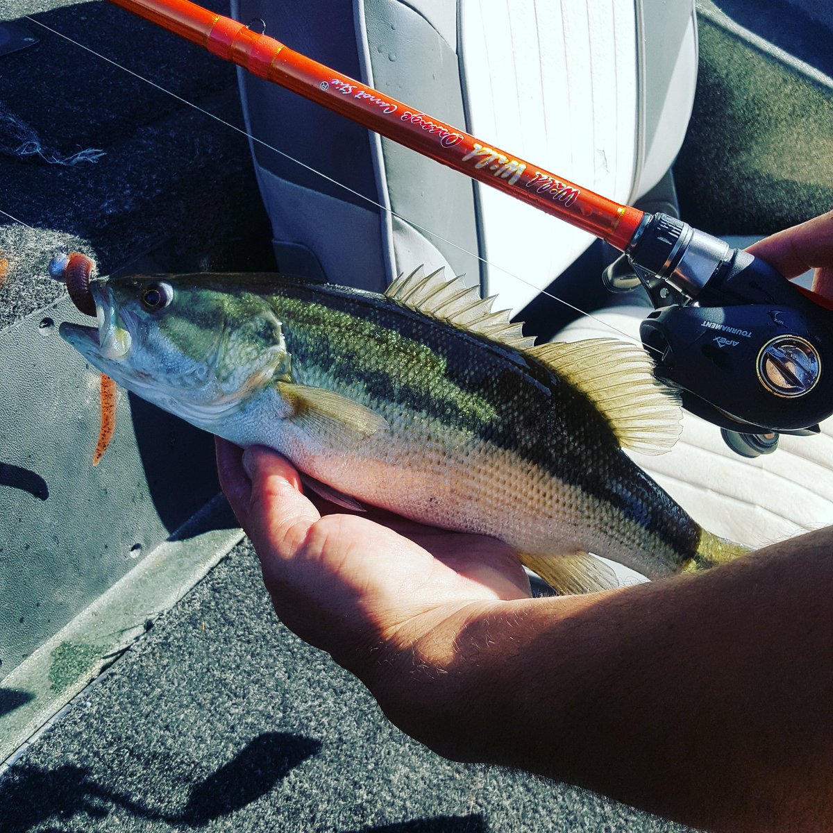 #spottedbass#bigdinkdreams #practicemakesperfect#shastalake <a href="/Carrotstix13/">CARROT STIX</a> <a href="/ArdentReels/">Ardent Reels</a>