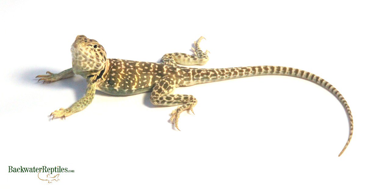 BackwtrReptiles's tweet photo. The answer to today's #CreatureFeature is: an #EasternCollaredLizard. Did you guess correctly? #backwaterreptiles https://t.co/1JyLOgtgf5