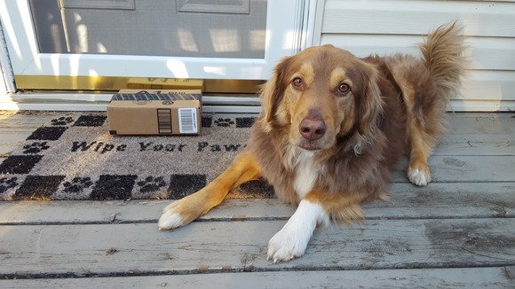 bticonsultants's tweet photo. Finding a job shouldn't be "ruff". @KellyServices can help! #WorkForAmazon --> https://t.co/wIm6FNDIct https://t.co/suyHKqAh4w