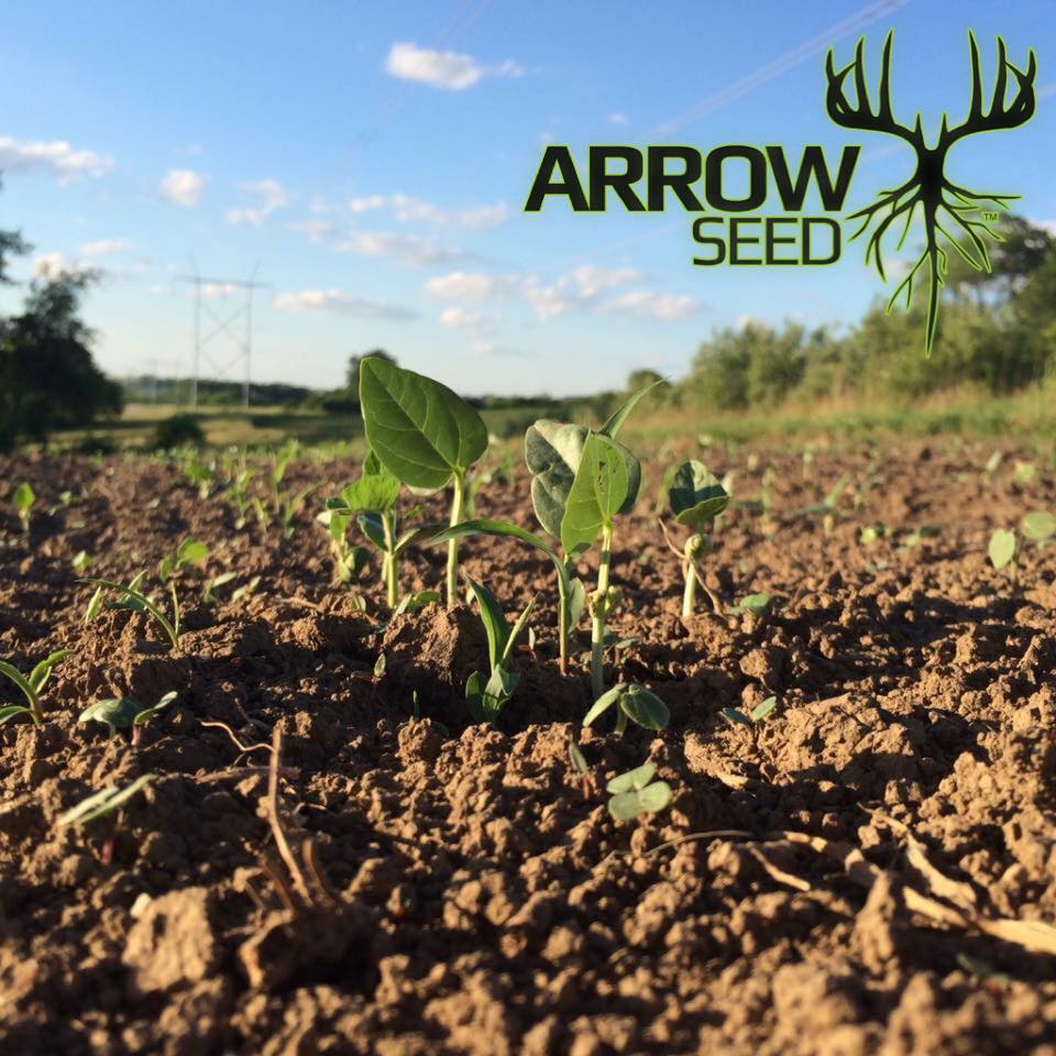 TrophyPursuit's tweet photo. This stand of @ArrowSeed Deer Delight is coming up great. It will be a great drawing card come this fall. #arrowseed https://t.co/6IkLWJhRQ9