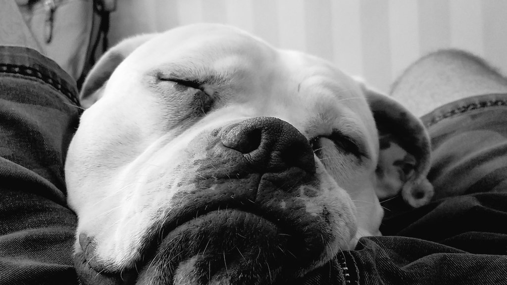 Dexter the Dog tweet media