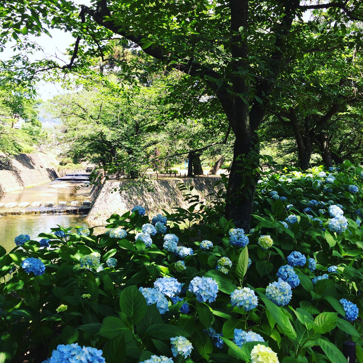 紫陽花 見ごろ！@ 夙川公園