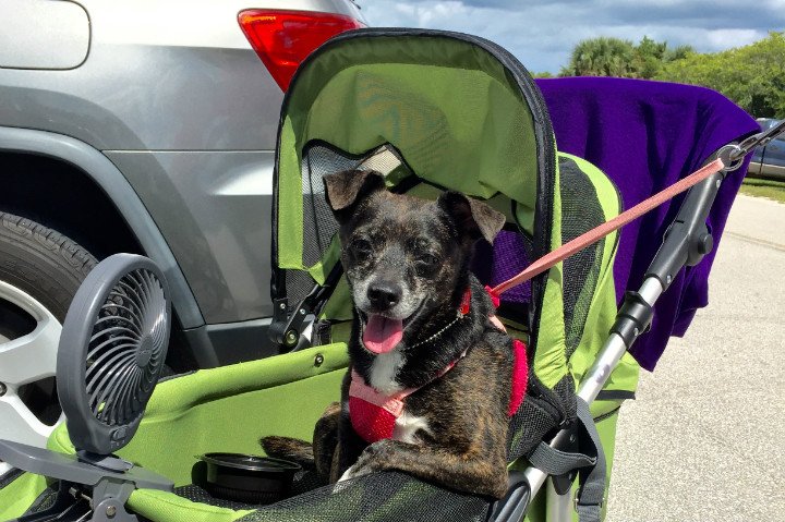 Senior dog + #cancer survivor needs help: buff.ly/25yd3JX Please RT to #donate $10 for her care