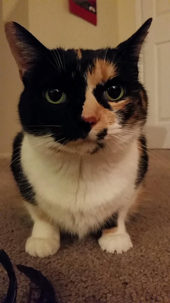 pathofanimals's tweet image. Her name is Nugget