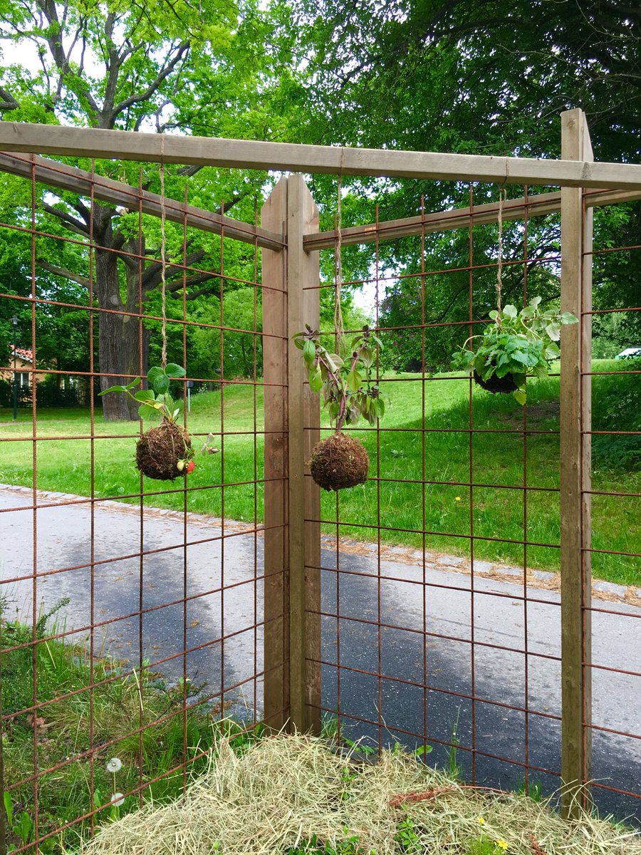 Våra #kokedamas har flyttat in i den #berusandeträdgården på #spritmuseum #stadsodling #urbangarden #urbanodling