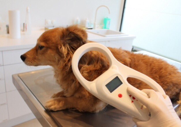 PawshakeDK's tweet image. Hvorfor er ID-mærkning og registrering af dit kæledyr så vigtigt? paws.hk/1TZkINj
#mikrochip #kæledyr