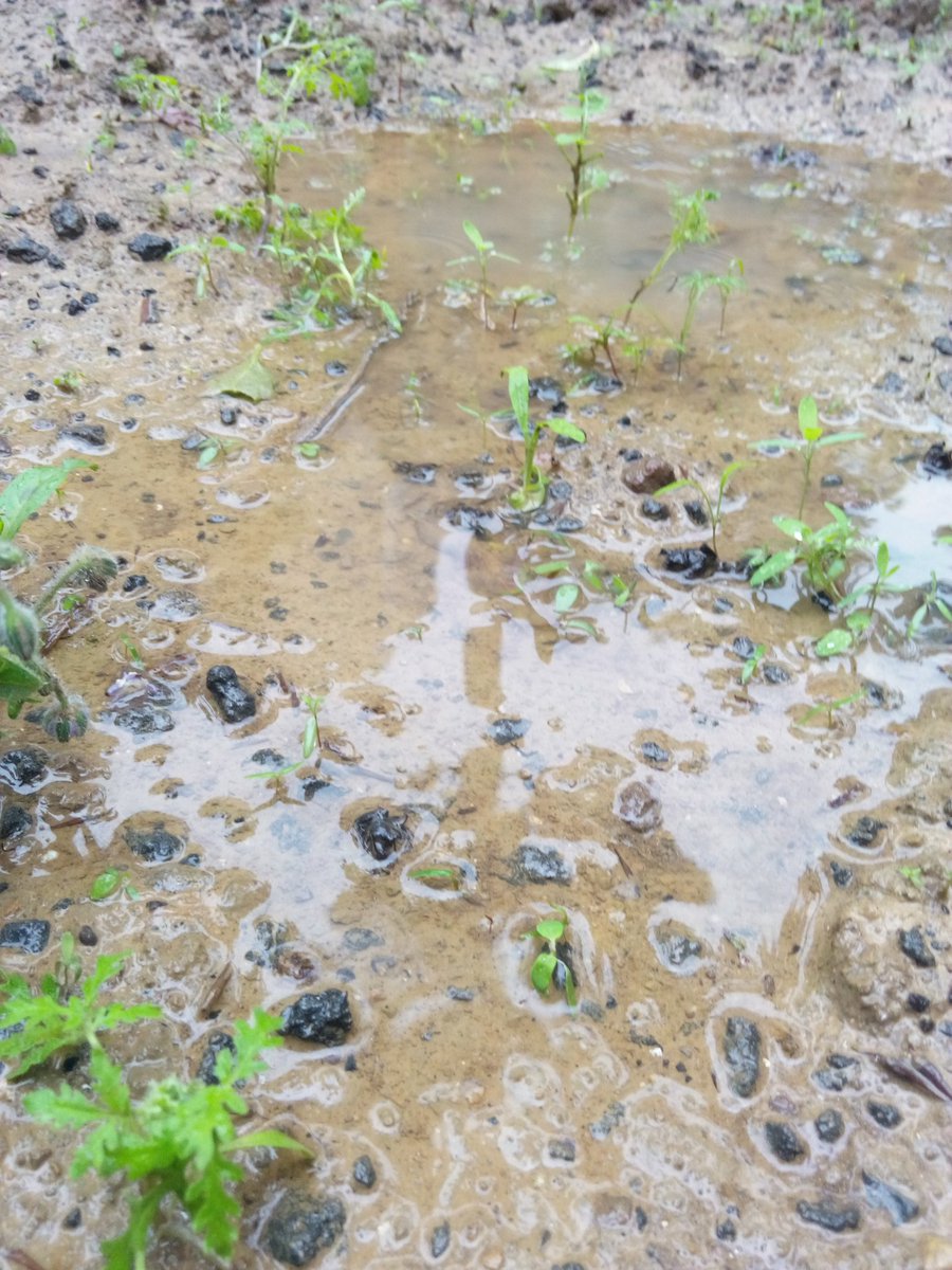 vertnation's tweet photo. #crue La terre des pieds d'arbres absorbe mal la pluie. Aucun lombrics, peu de matière organique (attente #analyses) https://t.co/lR8Ctjjn0I