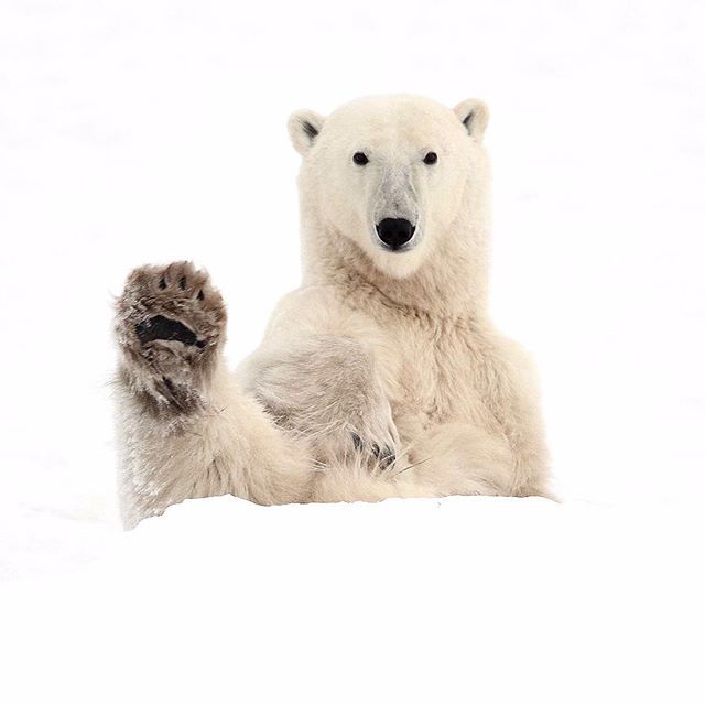 Today celebrates #WorldWildlifeDay. Photo by @mz_images.

Each year, this global... 
bit.ly/1UvRrbK