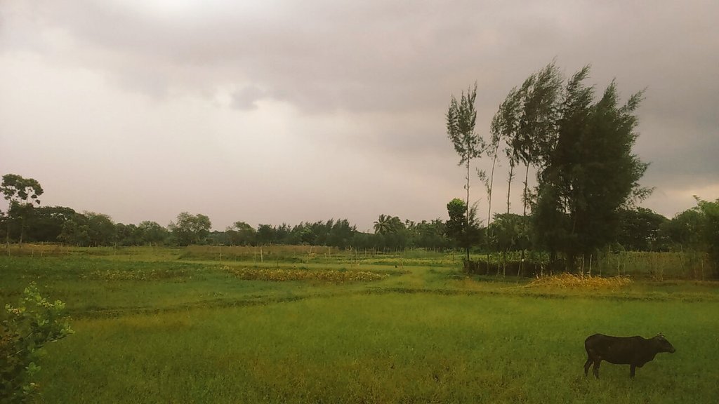 Pratiush_R's tweet photo. Discovering a random Indian #village near #Lucknow. Beautiful scenery and natural environment. Tonic for eyes m lung https://t.co/Ihuul5va78