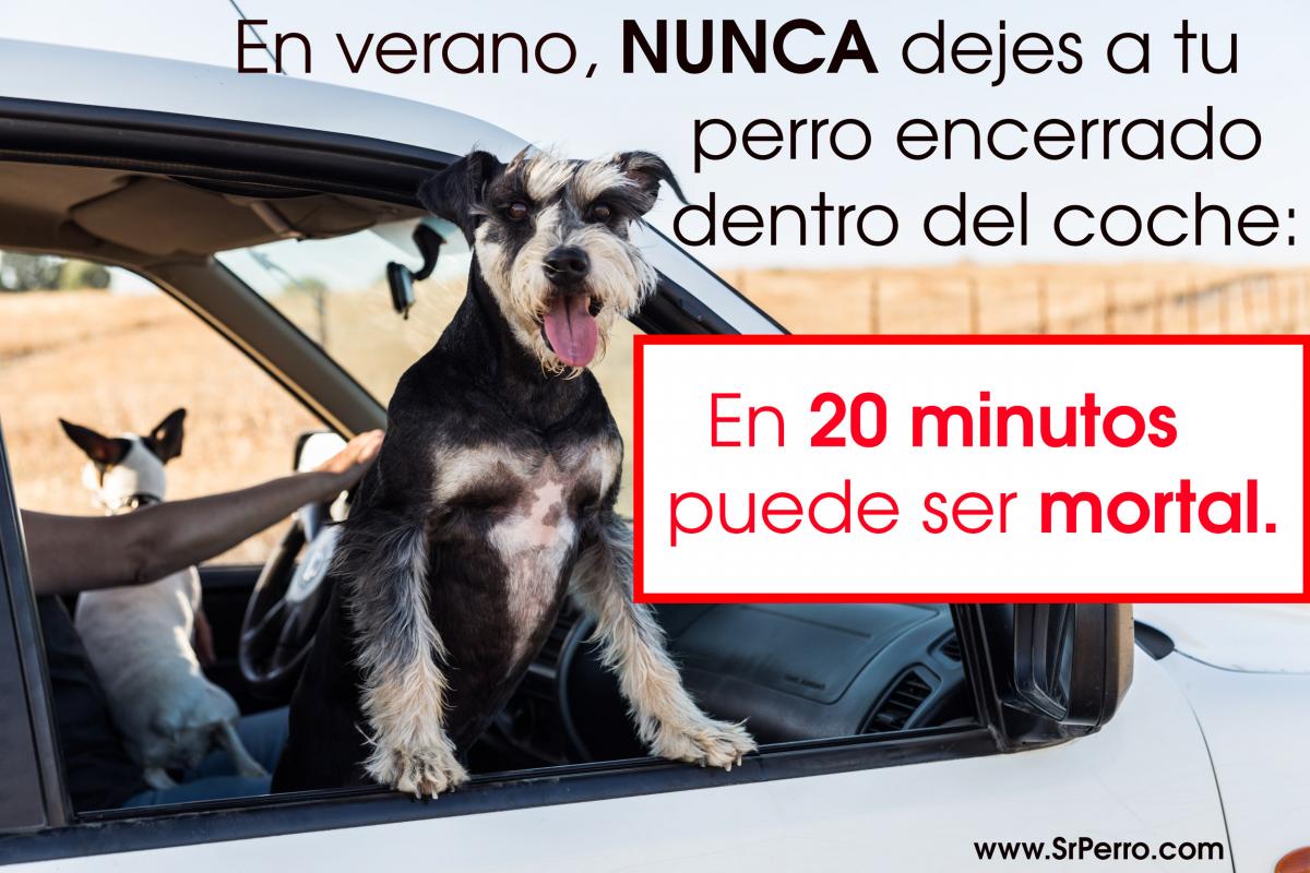 guardiacivil's tweet photo. ¿#SabesQue dentro de tu 🚗 al ☀️ se pueden alcanzar 55ºC?
Nunca dejes a tu 🐶 dentro mucho tiempo
#NoLeFalles https://t.co/bpLIOF4BCR