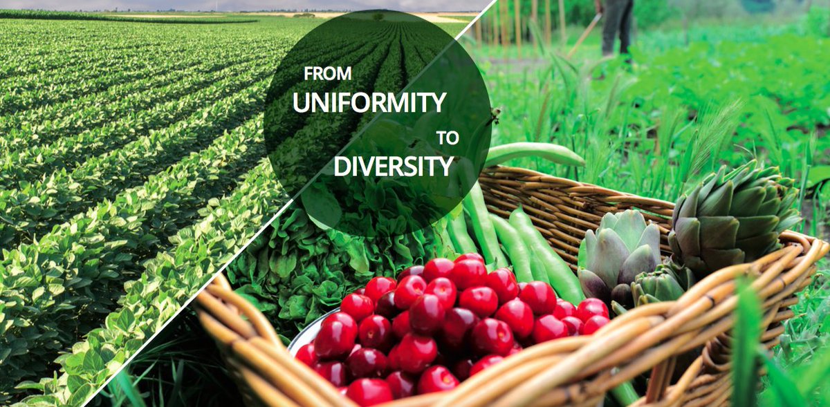 annalappe's tweet photo. RT @IPESfood: How to #DiversifyAg &amp; leave industrial agriculture behind:  @IPESfood report https://t.co/1uomEQ6AJS https://t.co/qgsWdEybAV