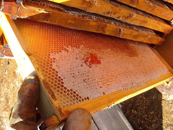 blacksbees's tweet image. 