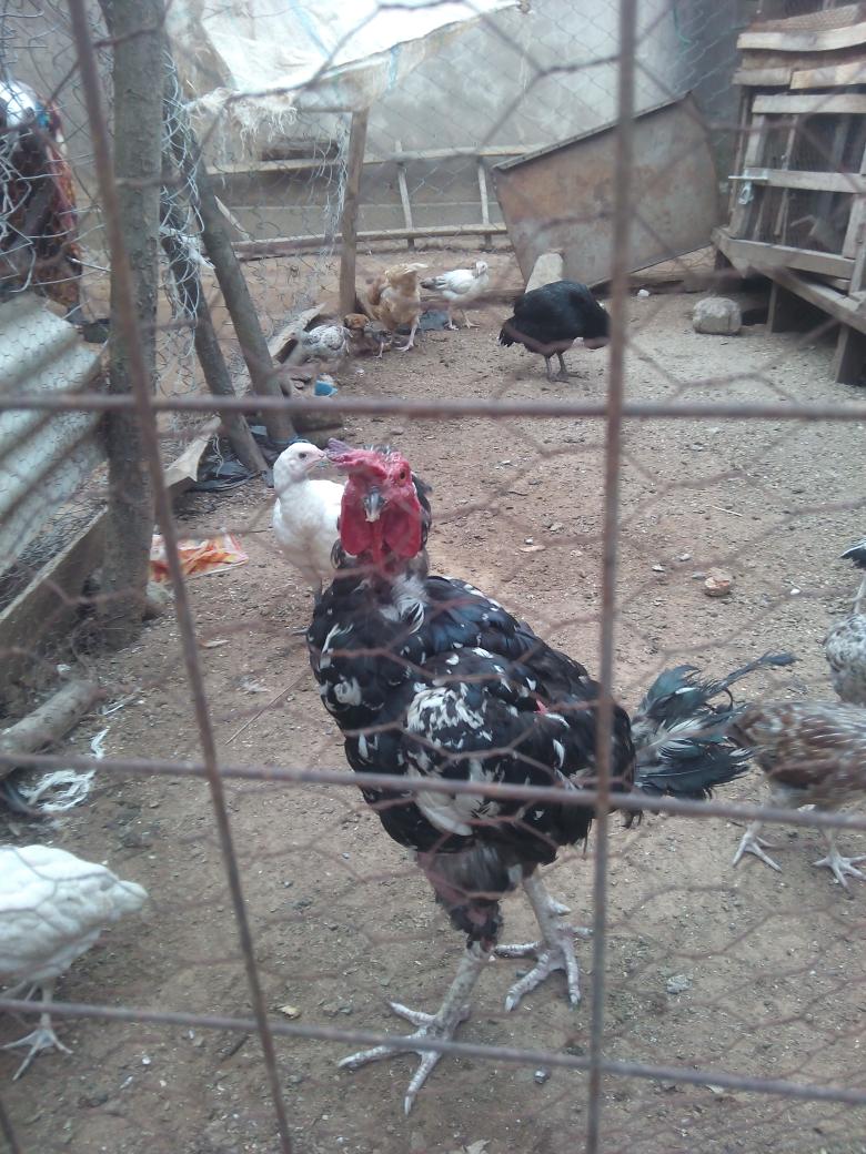 Gregory Majenga (@gregorymajenga) on Twitter photo 