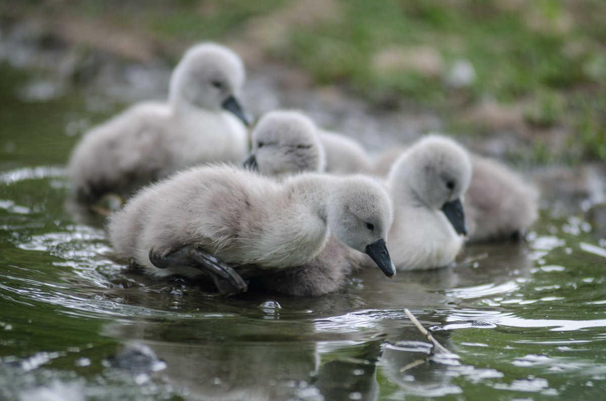 There are so many baby swans at Abbotsbury now! Book two or more days in advance &amp; save 10% abbotsbury-tourism.co.uk/?page_id=91