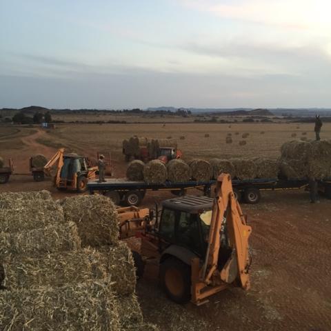 vslandbou's tweet photo. Dankie #Luckhoff #landbouers bale #mieliereste steun in #droogte! Foto's, #JVASteytler @landbou @eNuus @rsglandbou https://t.co/vBo8EZh5Ro