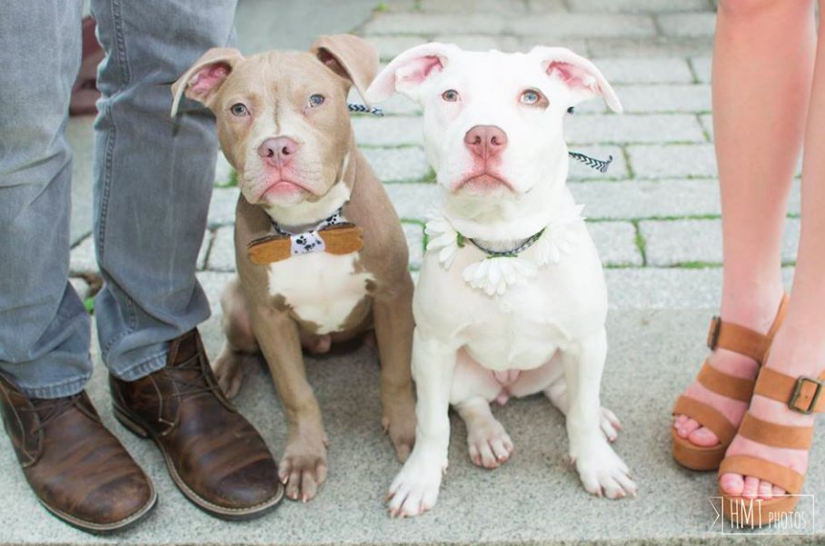 One of the #cutest new baby photo announcements EVER! bit.ly/285Iy06 #adoptdontshop #savealife #pitbulls