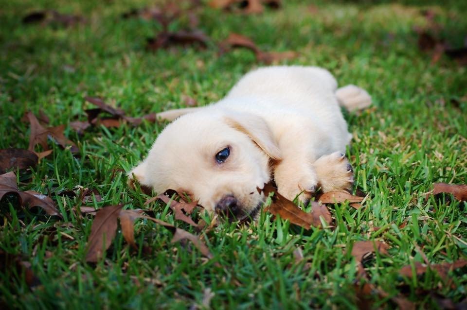 PetSmart Raynham (raynham2480) Twitter