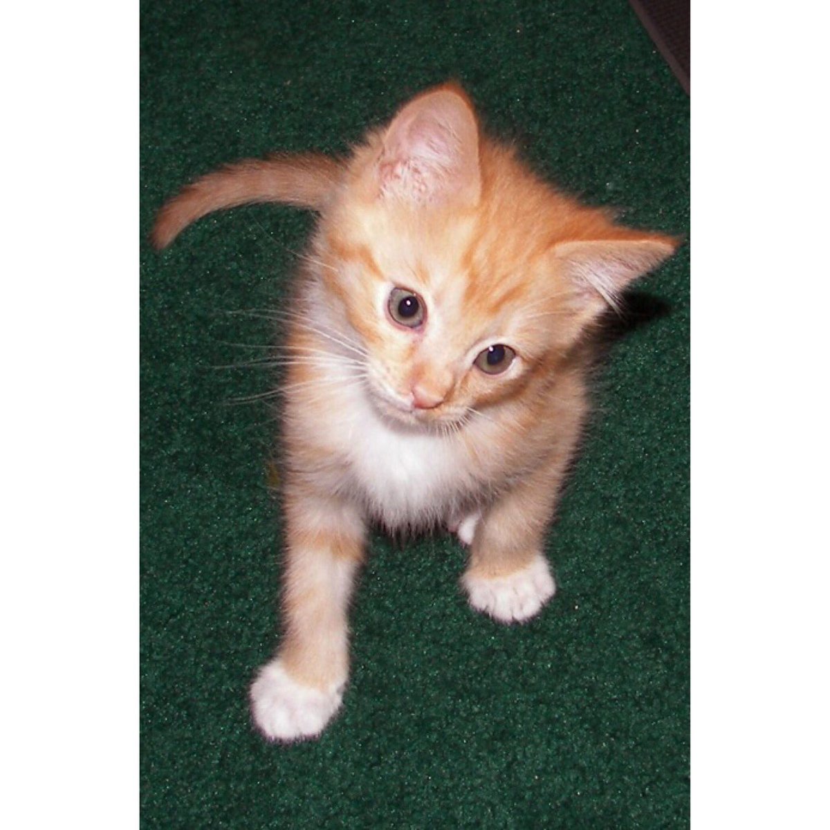 GingerHobbes's tweet photo. Baby Stache🐱❤️
#ThrowbackThursday #tbt #BabyStache #Kitten https://t.co/PWMEM8jDxC